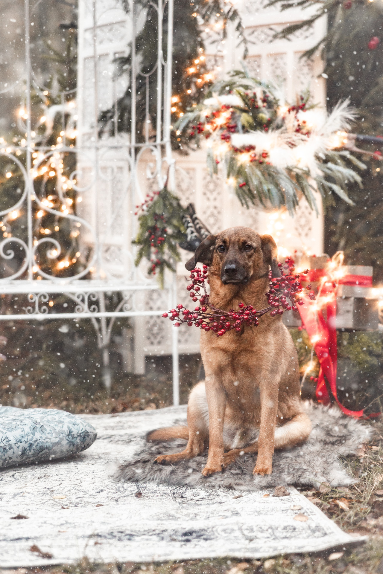 Sesja świąteczna z psem