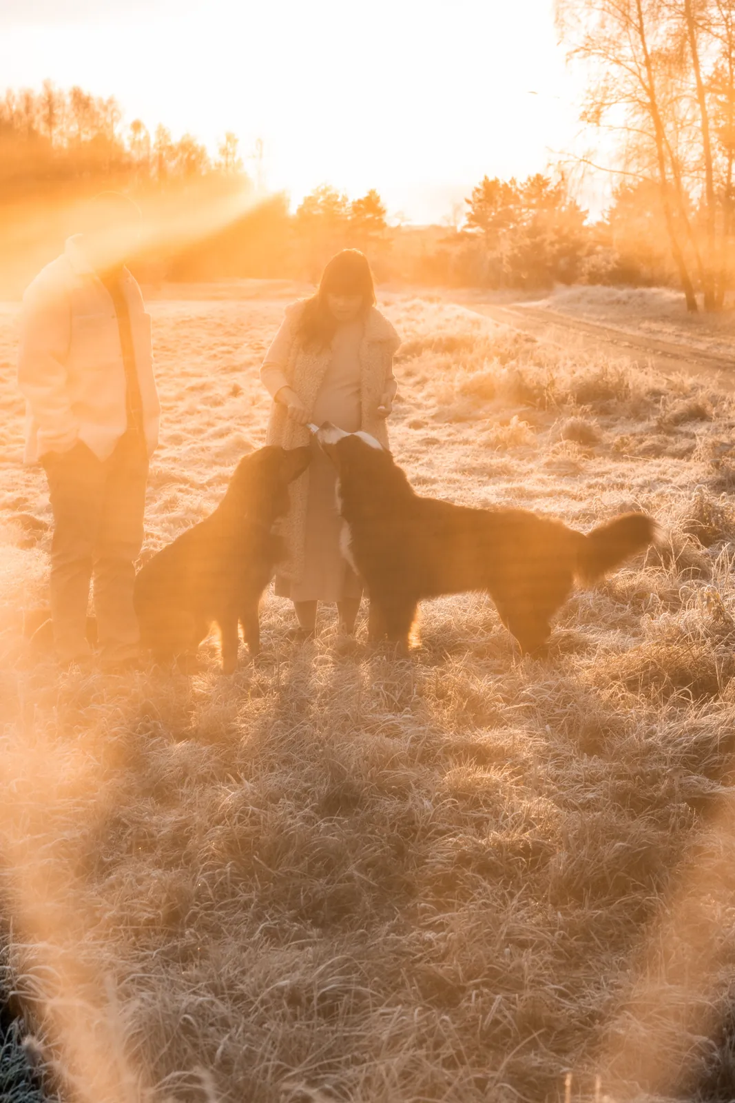 Kobieta w ciąży spacerująca po łące z partnerem i psami podczas wschodu słońca